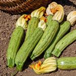 Potagères - Courgette Greyzini - BIO - face recto